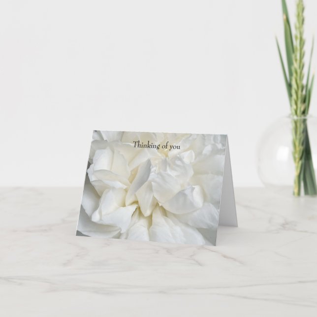 Carte Rose anglaise blanche en gros plan (Devant)
