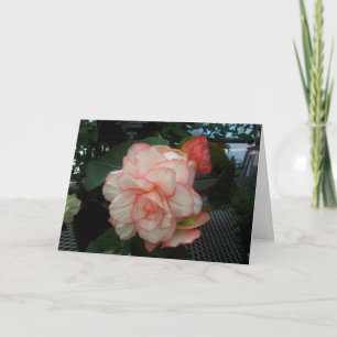 Carte Rose blanc avec le bord rose