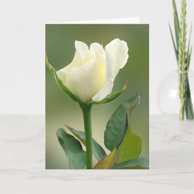 Carte Rose blanche (Devant)