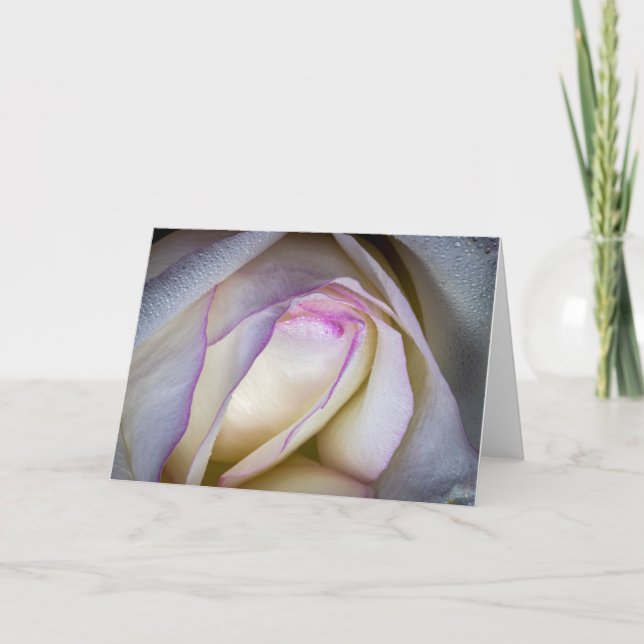 Carte Rose blanche et rose à la mâchoire (Devant)