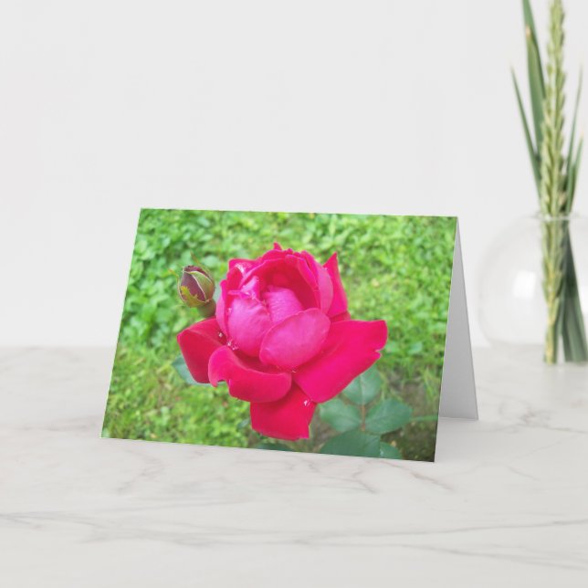 Carte Rose dans Bloom (Devant)