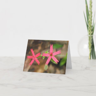 Carte Rose de feu - Customized2