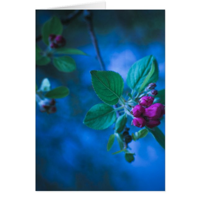 Carte rose de fleurs (Devant)