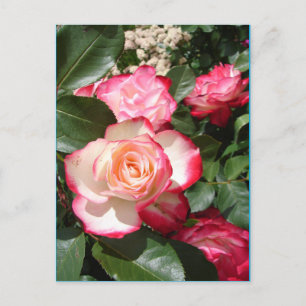 Carte Rose de fleurs Roses rouge et blanc