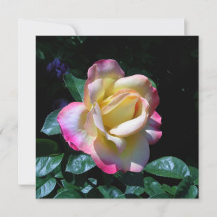 Carte Rose de jardin de la Saint-Jean