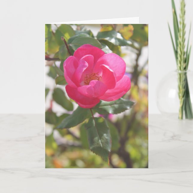 Carte Rose de rose - amitié spéciale (Devant)