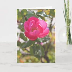 Carte Rose de rose - amitié spéciale