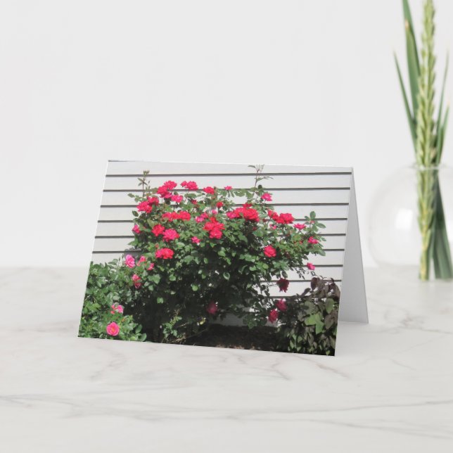 Carte Rose du cardinal rouge (Devant)