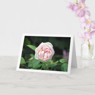 Carte Rose Florale Rose