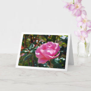 Carte Rose florale rose du jardin