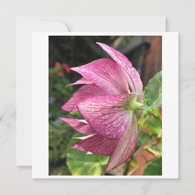 Carte Rose Hellebore / Noël (Devant)