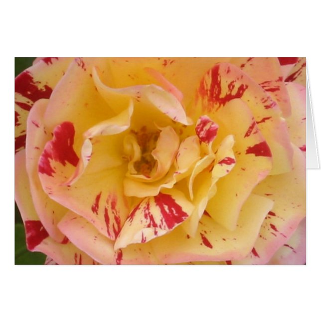 Carte Rose jaune (Devant horizontal)