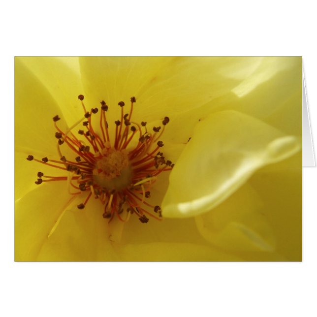 Carte Rose jaune (Devant horizontal)