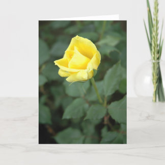 Carte Rose jaune de floraison