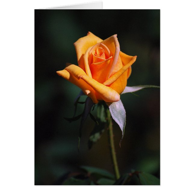 Carte Rose orange (Devant)
