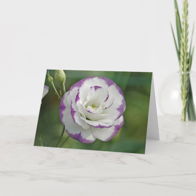 Carte rose pourpre et blanc (Devant)