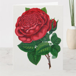 Carte Rose Print Rochester Lithographing and Printing Co