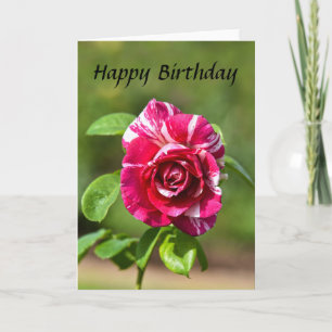 Carte "Rose rayé rose foncé et blanc, Joyeux anniversair