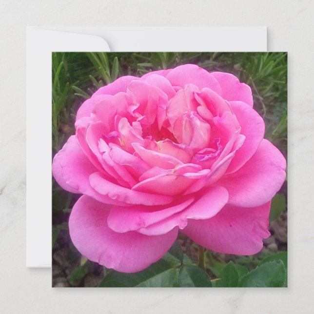 Carte Rose romantique 'Léonard de Vinci' (Devant)