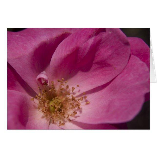 Carte rose rose (Devant horizontal)
