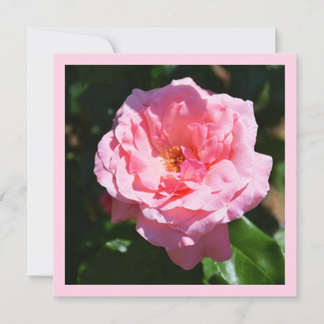Carte Rose rose (Devant)