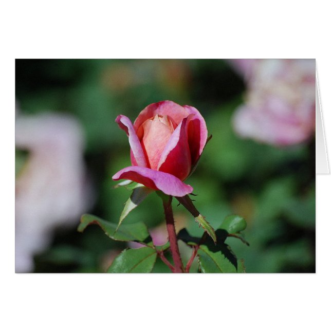 Carte Rose rose et rose (Devant horizontal)