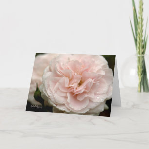 Carte Rose rose pâle avec gouttes de pluie