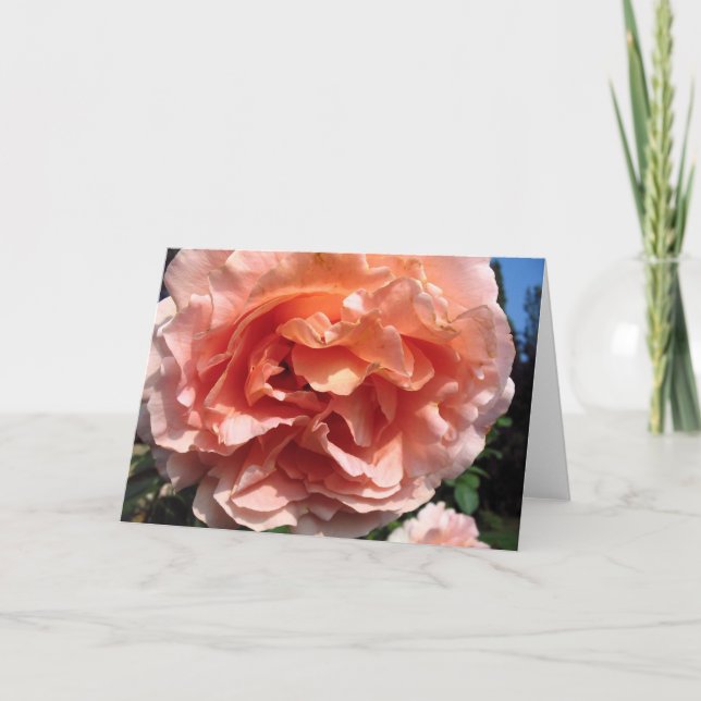 Carte Rose rose rose (Devant)