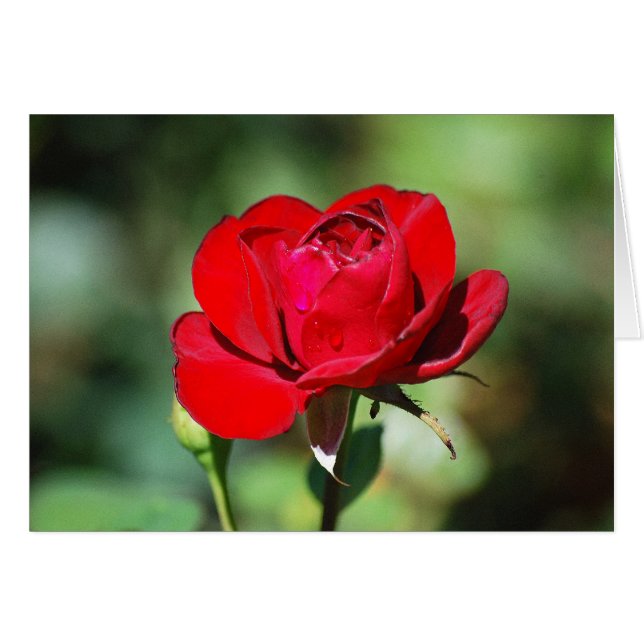 Carte Rose rouge (Devant horizontal)
