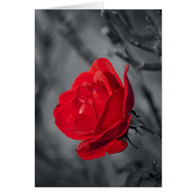 Carte Rose rouge (Devant)