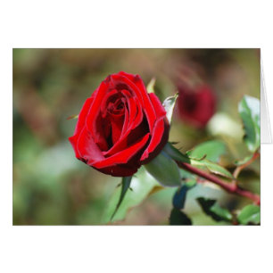 Carte Rose rouge