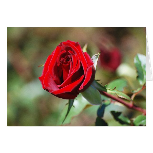 Carte Rose rouge (Devant horizontal)