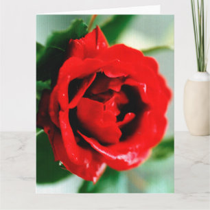 Carte Rose rouge avec gouttes de rosée