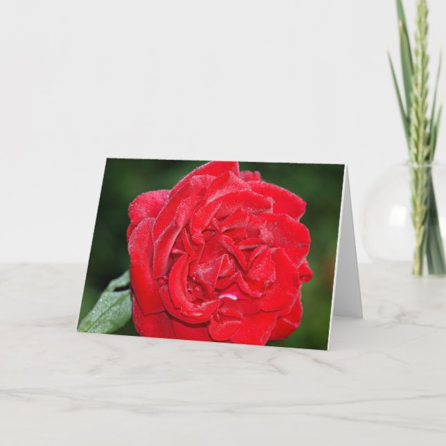 Carte Rose rouge avec rosée du matin (Devant)
