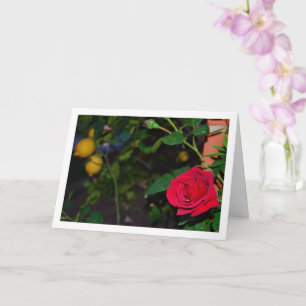 Carte Rose rouge et citrons