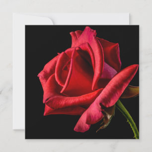 Carte Rose rouge sur fond noir