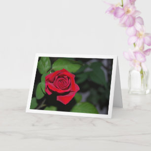 Carte Rose rouge unique et feuilles vertes