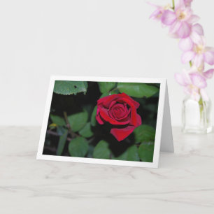 Carte Rose rouge unique et feuilles vertes