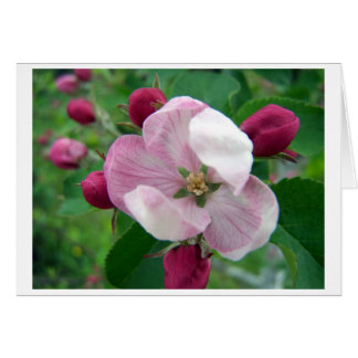 Carte Rose sauvage