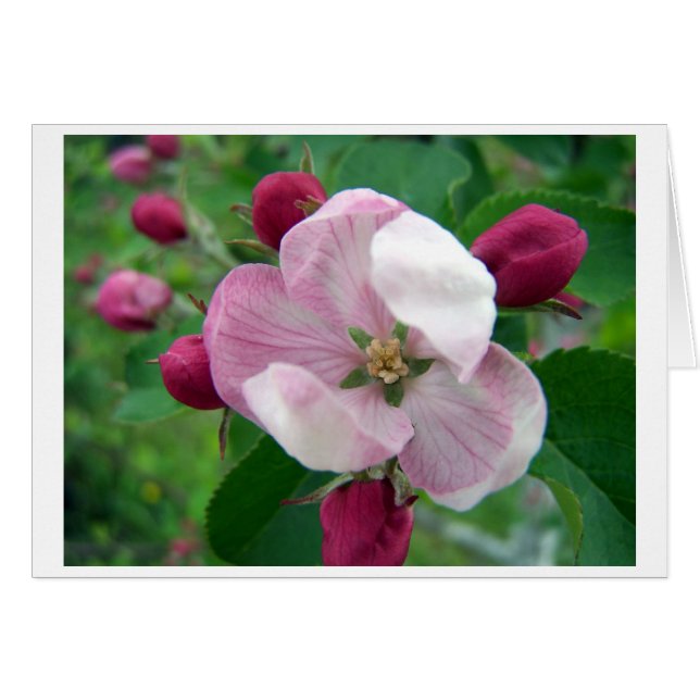 Carte Rose sauvage (Devant horizontal)