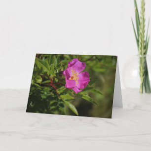Carte Rose sauvage