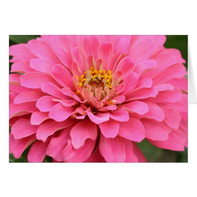 Carte rose universelle de fleur (Devant horizontal)