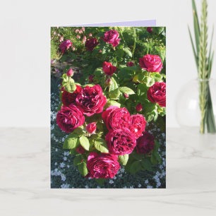 Carte Rose Vintage Fleur Rouge Rose