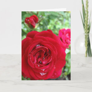 Carte Roses de thé vierge pour personnaliser
