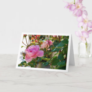 Carte Roses roses