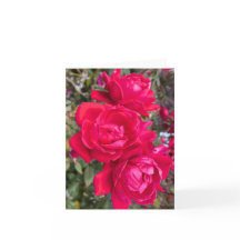 Roses Rouges, Trois Roses Rouges Sombres Dans Un J