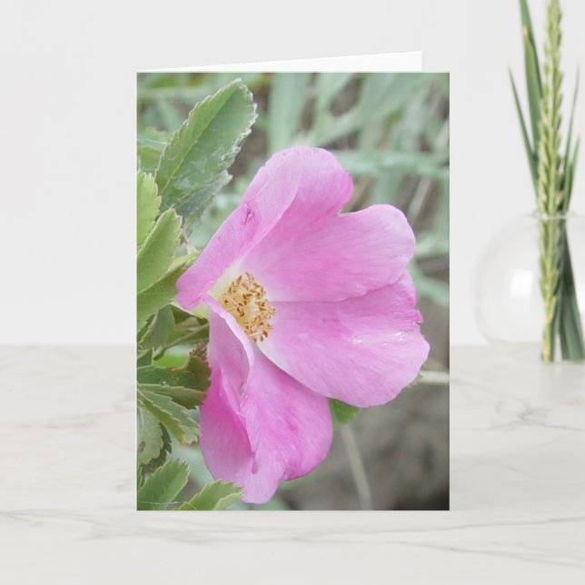 Carte Rosier sauvage F4b (Devant)