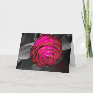 Carte Rosy Camellia Lee Hiller Photographie