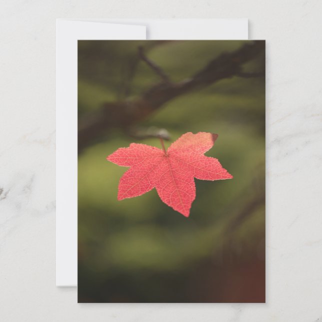 Carte Rouge automne Maple Leaf Nature Photo (Devant)