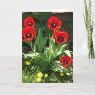 Carte Rouge avec les tulipes noires, jour de soleil
